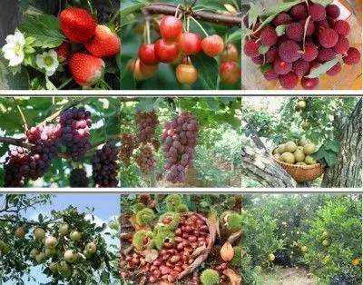 长沙葡萄采摘,长沙天露葡萄采摘时间