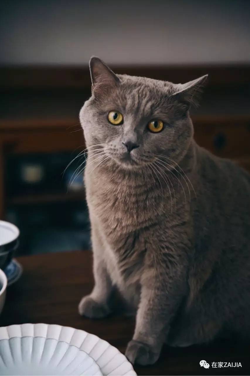 再美的喵，也过不了剃毛这道坎儿