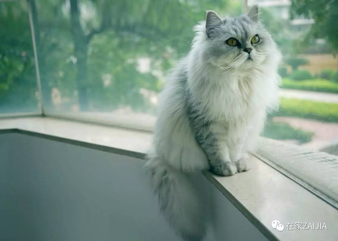 再美的喵，也过不了剃毛这道坎儿