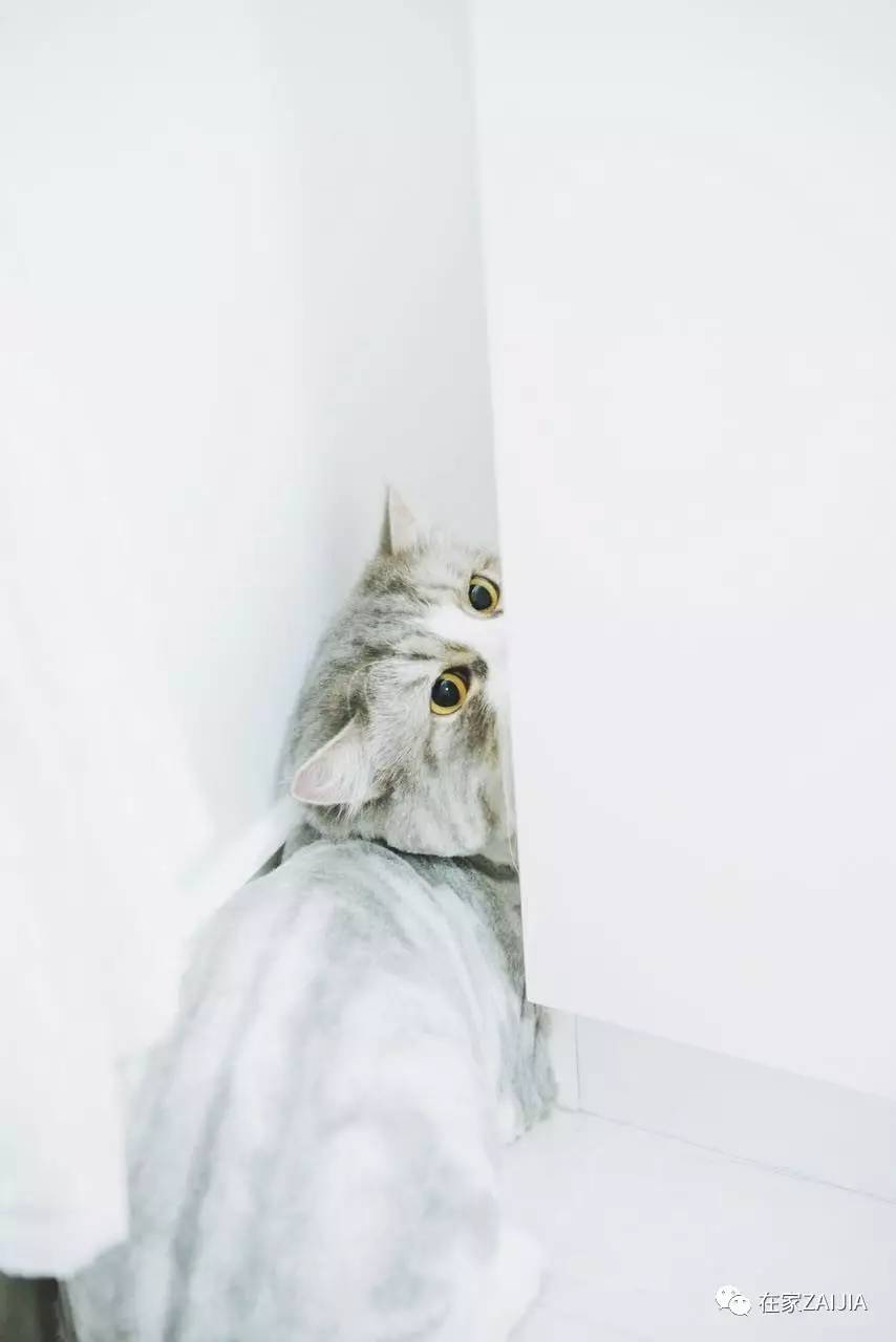 再美的喵，也过不了剃毛这道坎儿