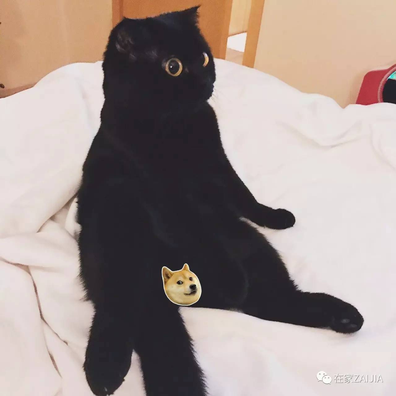 再美的喵，也过不了剃毛这道坎儿