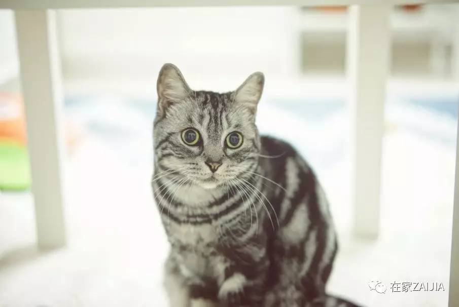 再美的喵，也过不了剃毛这道坎儿