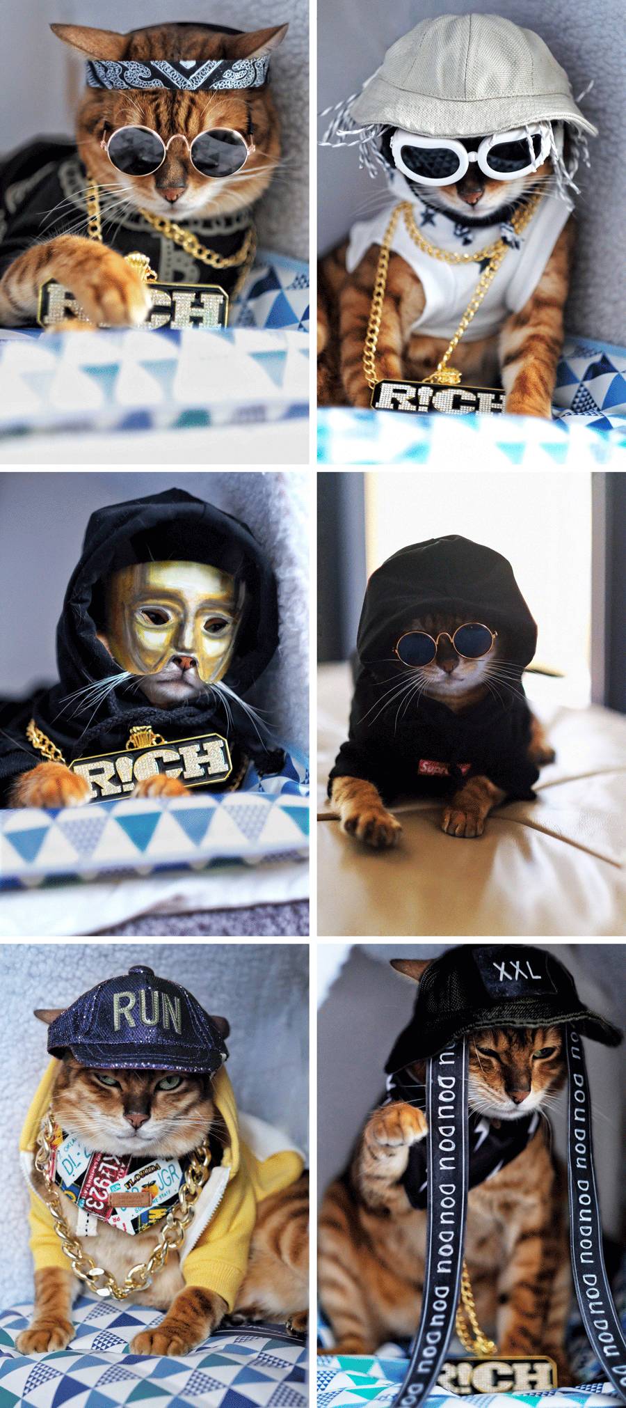 再美的喵，也过不了剃毛这道坎儿