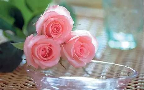 咏玫瑰｜芒刺从来不解难，远了相思，却了情关