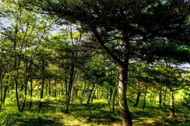 临朐周末好去处,盐田周末去哪玩