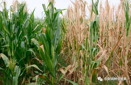 火拼!近百亿黄淮海市场,品种与高温的爱恨纠葛,谁将笑到最后?