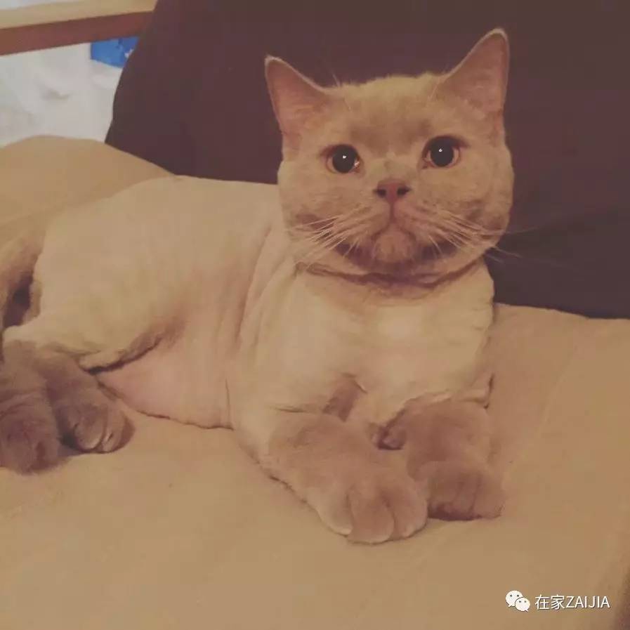 再美的喵，也过不了剃毛这道坎儿