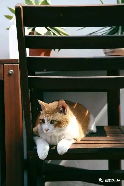 再美的喵，也过不了剃毛这道坎儿