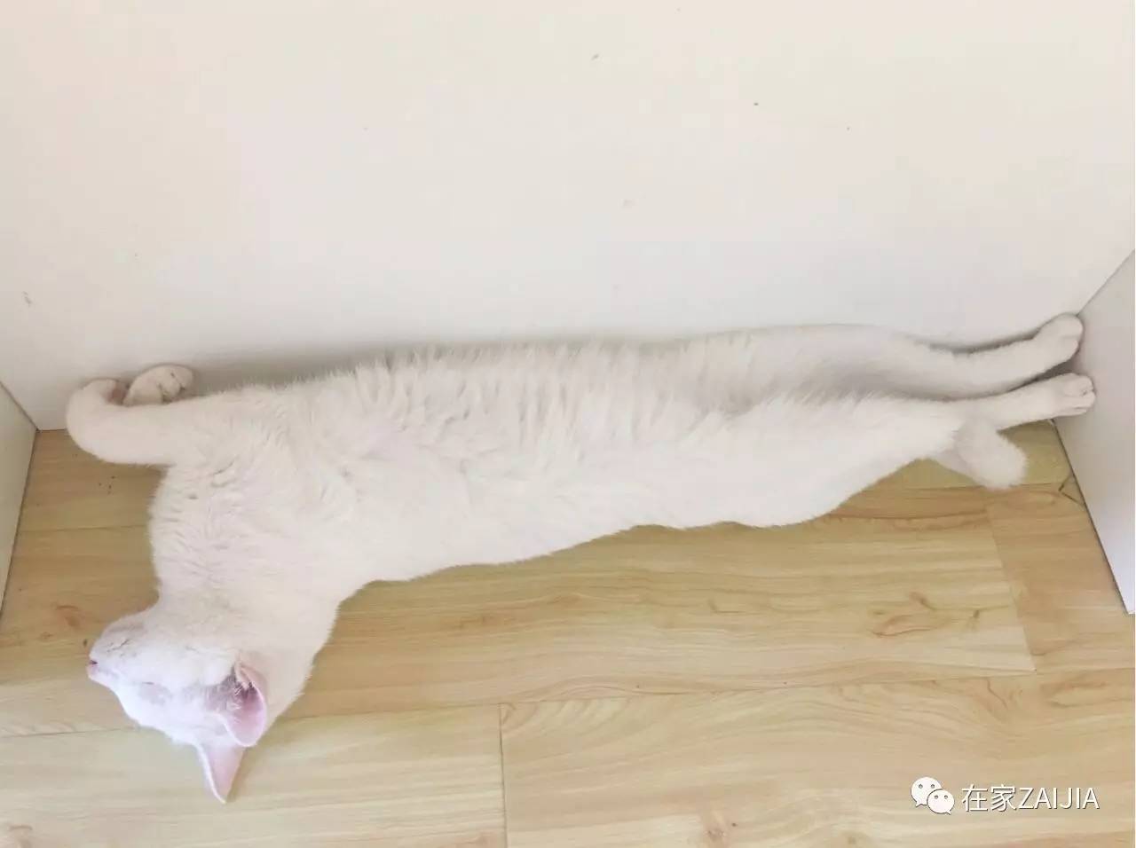 再美的喵，也过不了剃毛这道坎儿