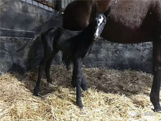 神奇百万马匹拍卖,神奇百万马匹拍卖会