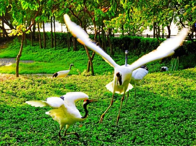 肇庆旅游高铁攻略路线推荐,肇庆游玩攻略从肇庆站开始