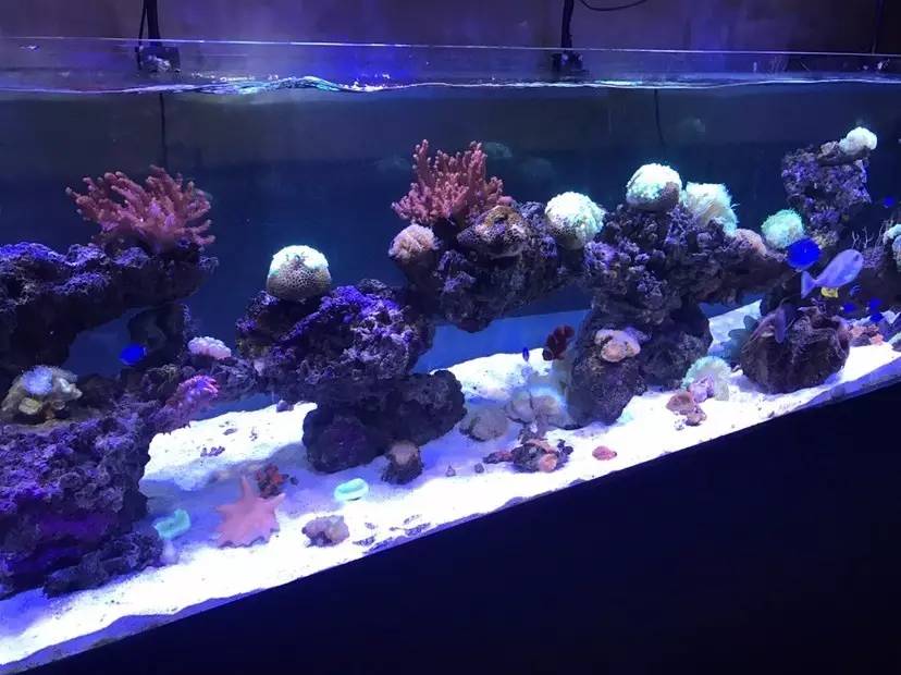 敢爱又不敢养？海水鱼饲养哪有这么难