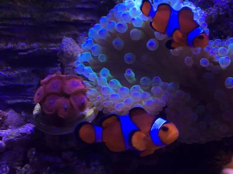 敢爱又不敢养？海水鱼饲养哪有这么难