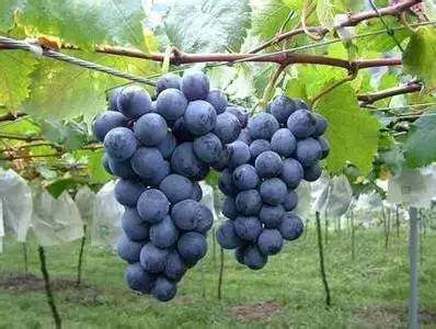 长沙葡萄采摘,长沙天露葡萄采摘时间