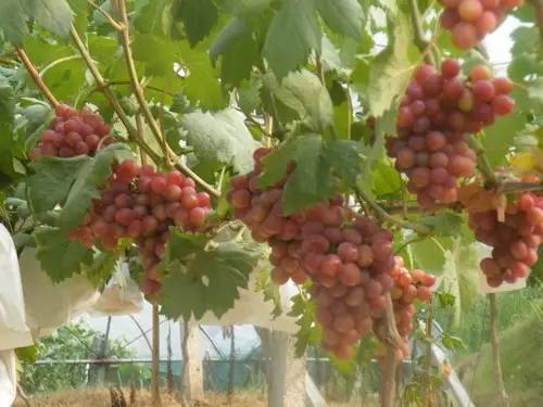 长沙葡萄采摘,长沙天露葡萄采摘时间