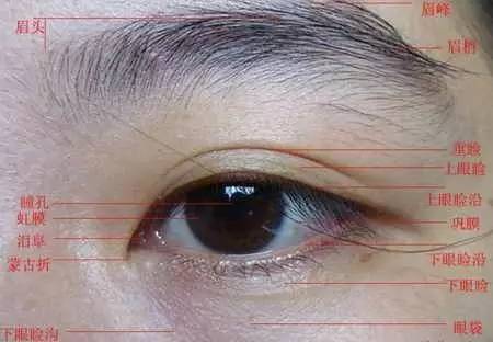 画人物不会画怎么办,画人物不会画眉毛