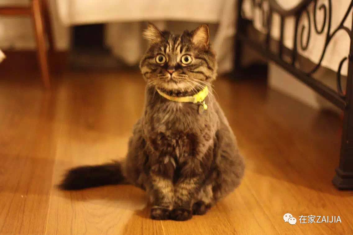 再美的喵，也过不了剃毛这道坎儿