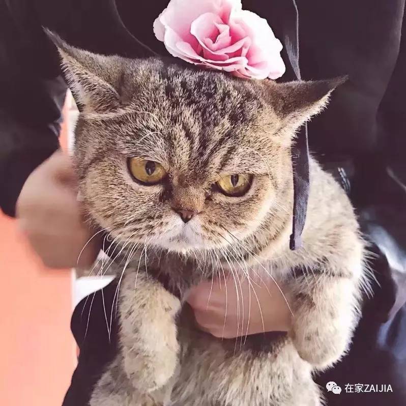 再美的喵，也过不了剃毛这道坎儿