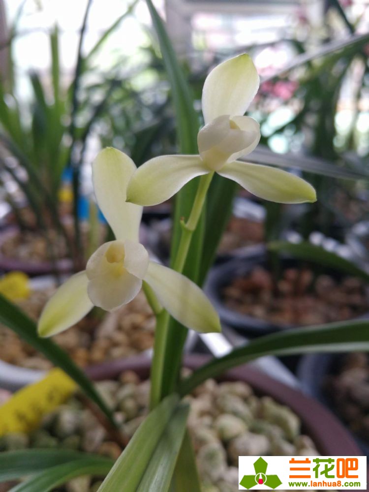 兰花叶片黑斑是怎样回事,兰花叶片黑斑防治