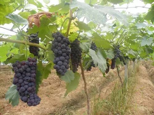 长沙葡萄采摘,长沙天露葡萄采摘时间