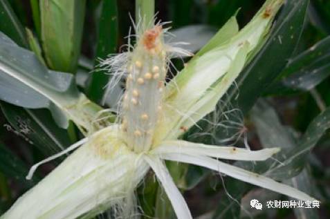 火拼!近百亿黄淮海市场,品种与高温的爱恨纠葛,谁将笑到最后?