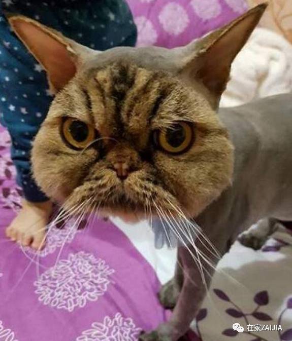 再美的喵，也过不了剃毛这道坎儿