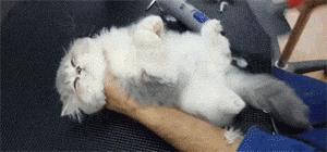 再美的喵，也过不了剃毛这道坎儿