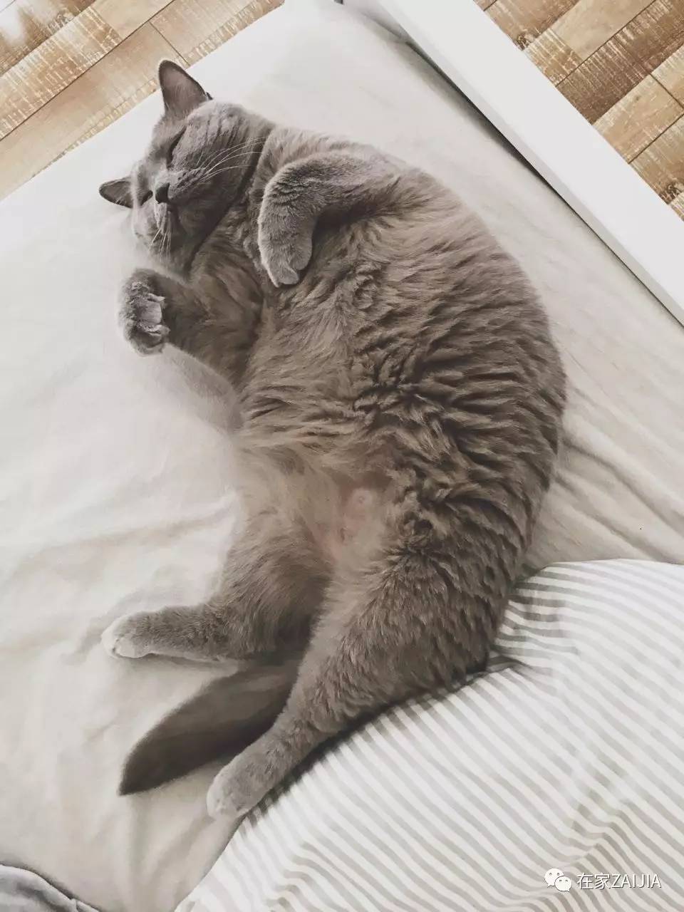 再美的喵，也过不了剃毛这道坎儿