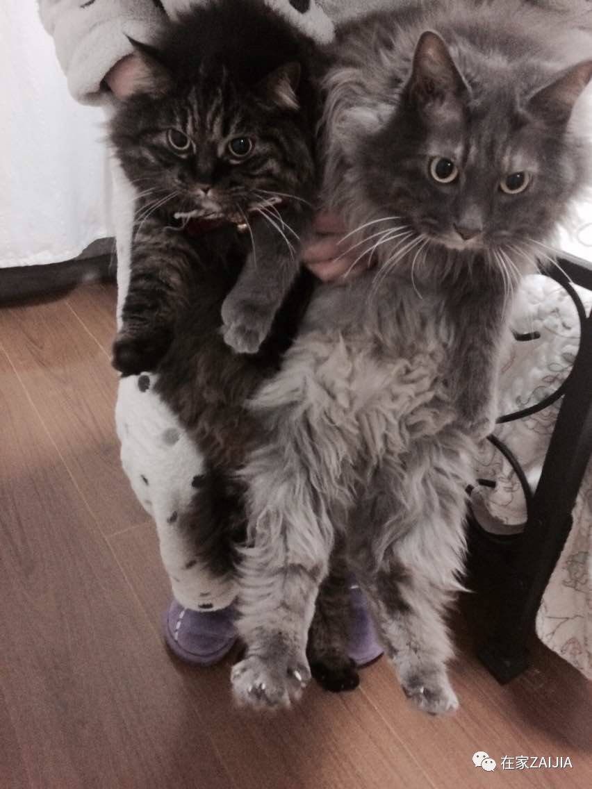 再美的喵，也过不了剃毛这道坎儿