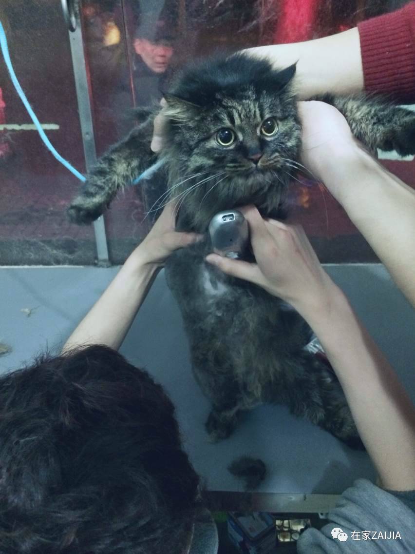 再美的喵，也过不了剃毛这道坎儿