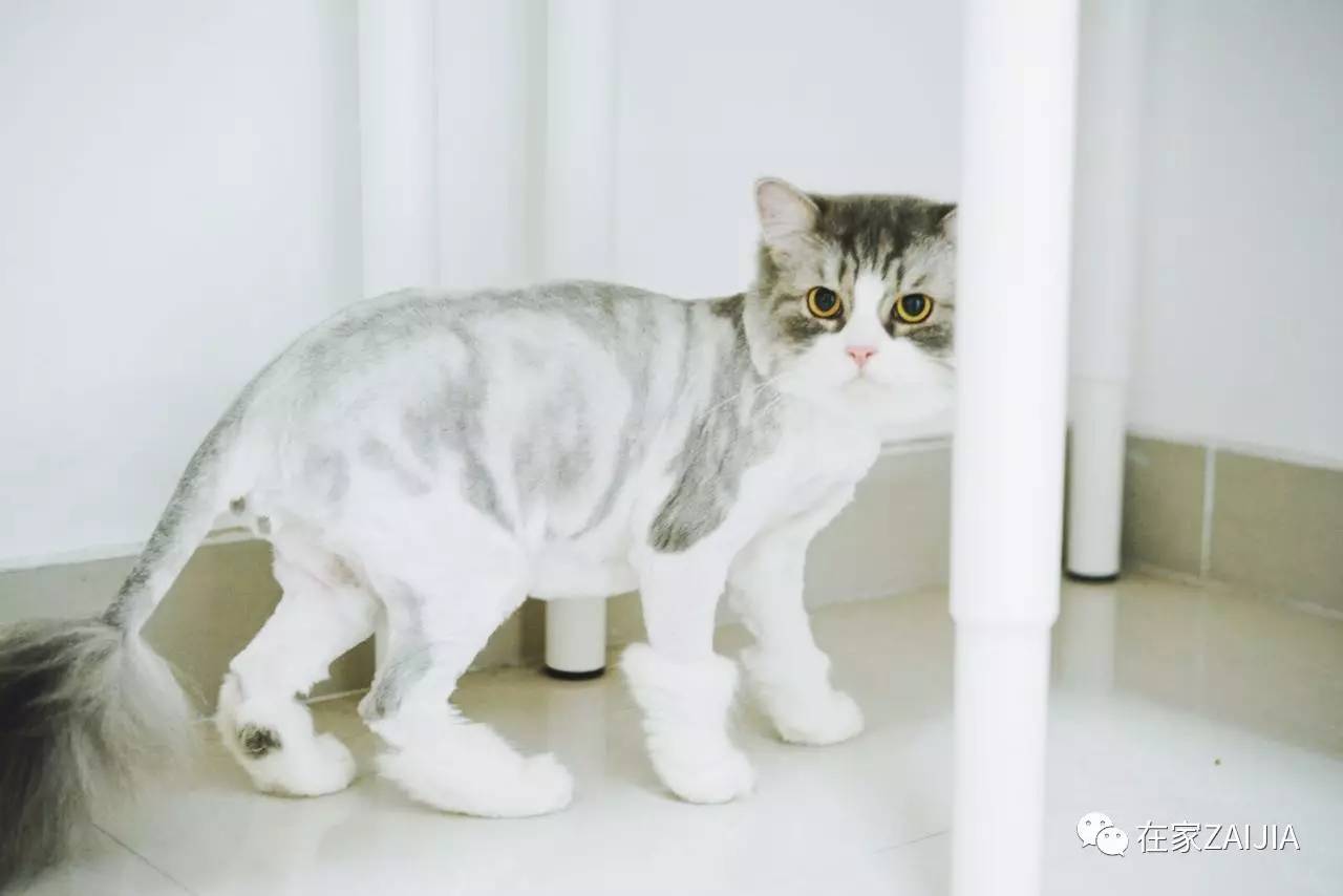 再美的喵，也过不了剃毛这道坎儿