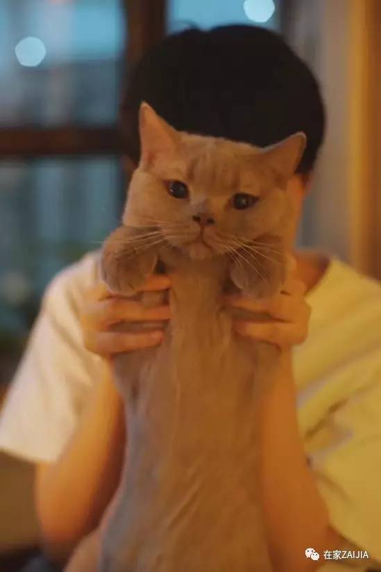再美的喵，也过不了剃毛这道坎儿