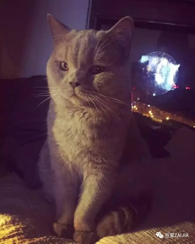 再美的喵，也过不了剃毛这道坎儿