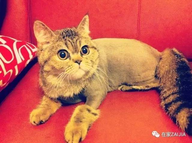 再美的喵，也过不了剃毛这道坎儿