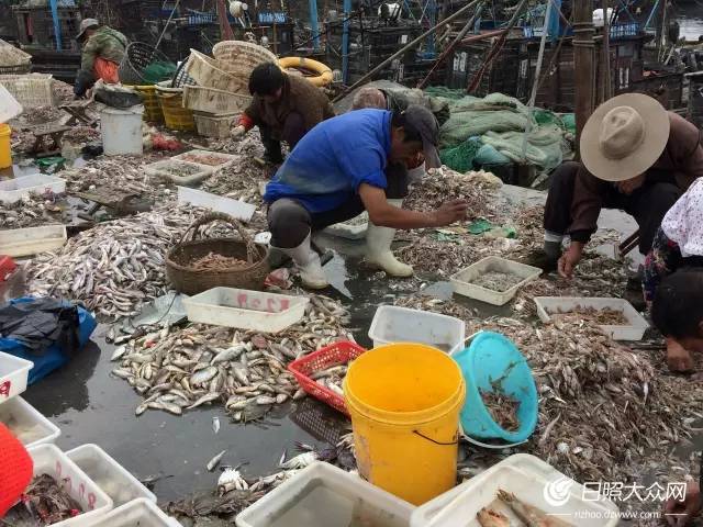 日照开海后什么时候买海鲜,日照开海首日海鲜