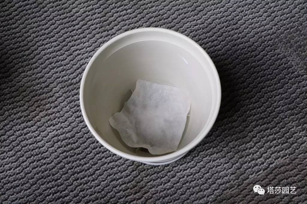 彩色马蹄莲种植指南,彩色马蹄莲种植方法