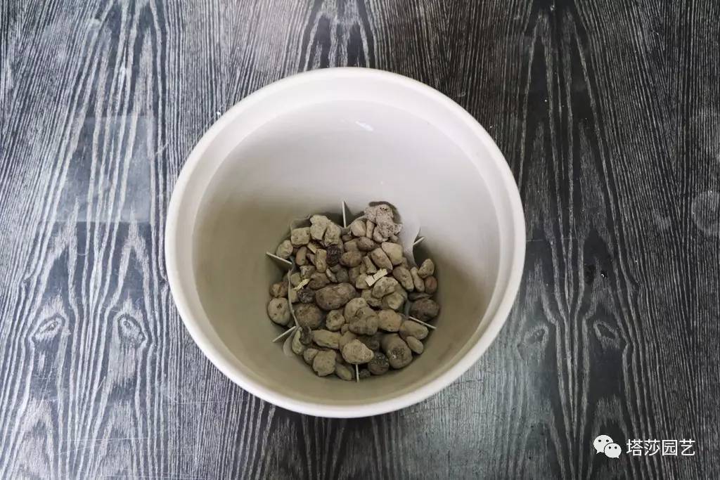 彩色马蹄莲种植指南,彩色马蹄莲种植方法