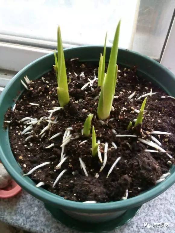 彩色马蹄莲种植指南,彩色马蹄莲种植方法