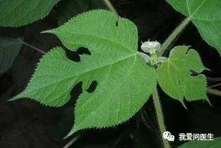 摆脱湿疹,消除湿疹特效药