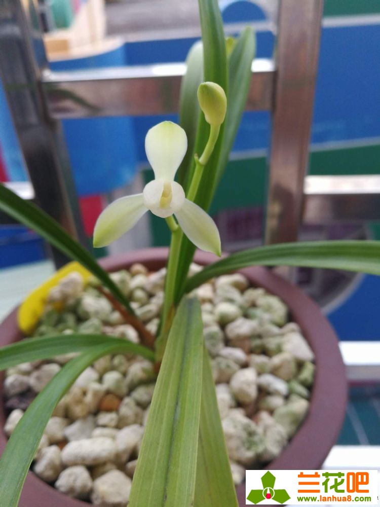 兰花叶片黑斑是怎样回事,兰花叶片黑斑防治