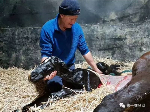 神奇百万马匹拍卖,神奇百万马匹拍卖会