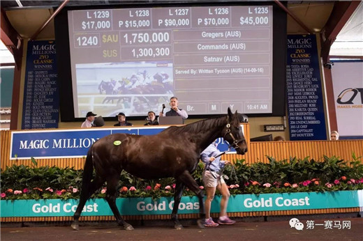 神奇百万马匹拍卖,神奇百万马匹拍卖会