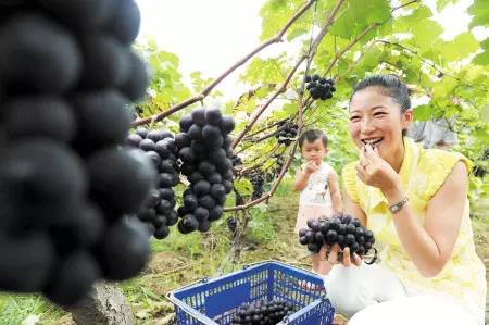 长沙葡萄采摘,长沙天露葡萄采摘时间