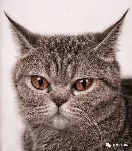 再美的喵，也过不了剃毛这道坎儿