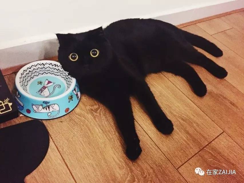 再美的喵，也过不了剃毛这道坎儿