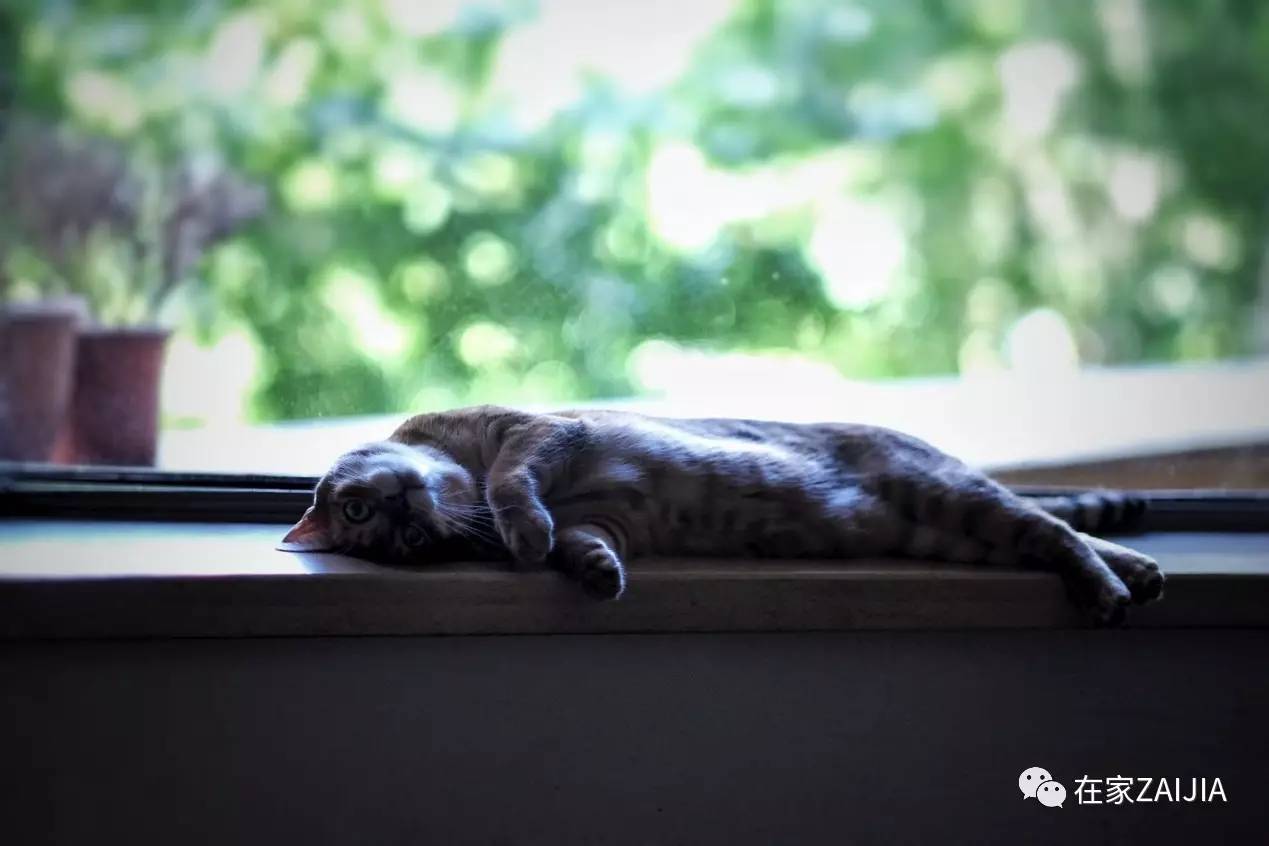 再美的喵，也过不了剃毛这道坎儿