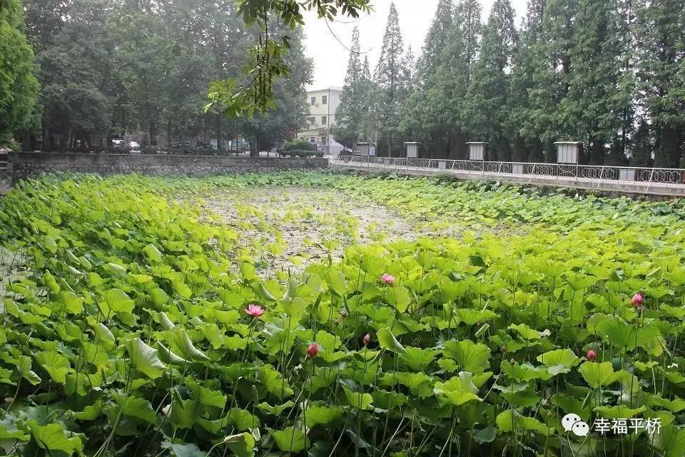 央视转播信阳,央视走进信阳