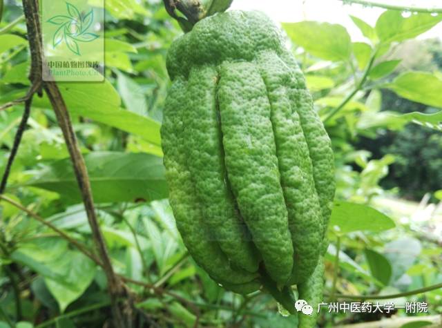 中药佛手瓜和佛手一样吗功效是啥,中医佛手和蔬菜佛手是什么区别