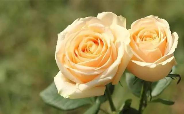 咏玫瑰｜芒刺从来不解难，远了相思，却了情关