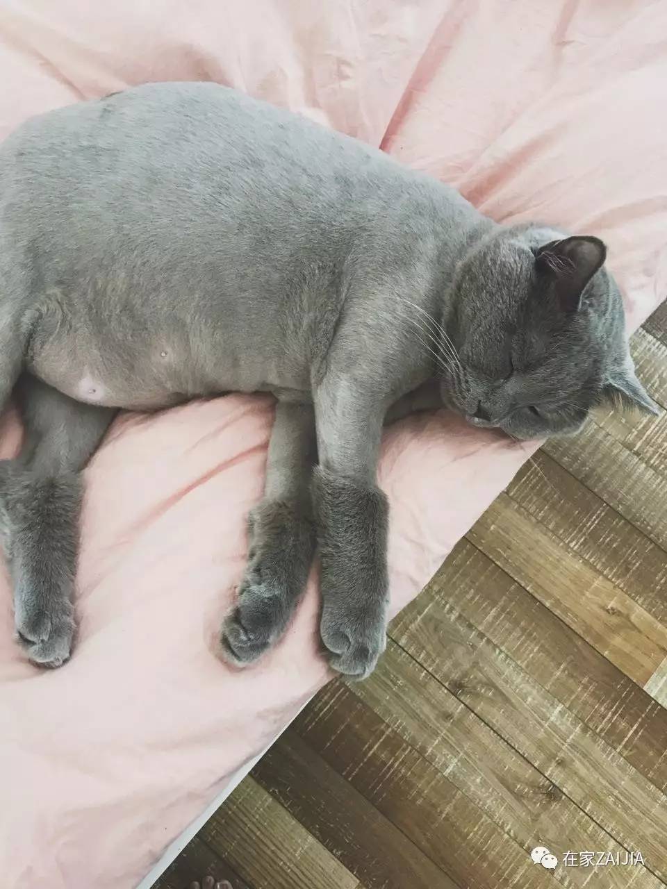 再美的喵，也过不了剃毛这道坎儿